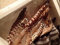 クルマエビ、ヨシエビ