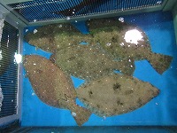 ヒラメ