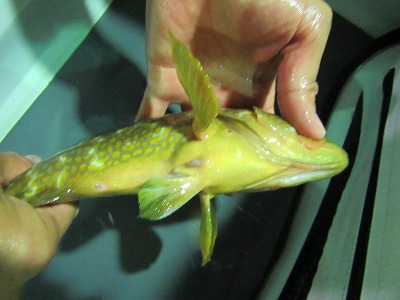 鰭カット標識したキジハタが漁獲