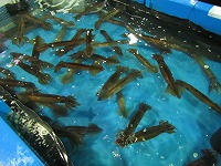 活スルメイカ