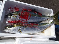 ヒラマサ