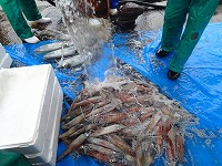ケンサキイカ（手前）、アオリイカ（奥）