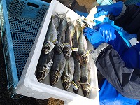 定置網ブランドのタグ打ち