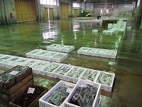 水揚状況