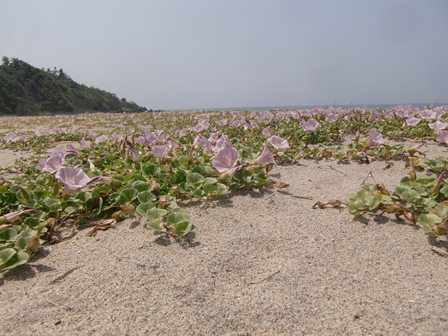 宇野海岸のハマヒルガオ