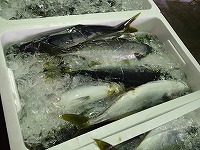 ハマチ（ブリの若魚）