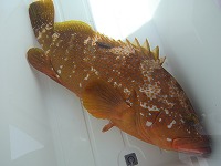 腹鰭切除標識放流し、漁獲されたキジハタ