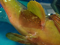 腹鰭切除のアップ