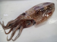 ヒョウモンコウイカ