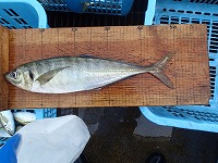 尾叉長47cmの特大マアジ