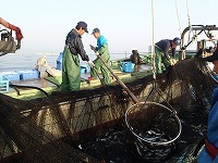 水揚げ