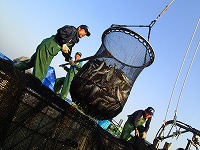 水揚げ