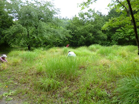 打吹山オオキンケイギク駆除