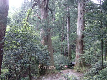 入山してすぐの天然杉