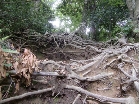 木の根をつかんで登るカズラ坂