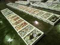 浜村の小底の水揚げ状況