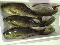 釣イサキ