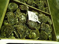 イワガキ(酒津)