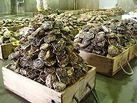 イワガキ（賀露名物のカキタワー）