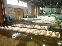 賀露の小底の水揚げ状況