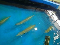 ケンサキイカ