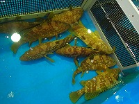 キジハタ