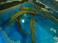 マアジ