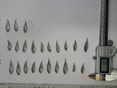 マアジの稚魚