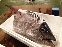 マグロの頭