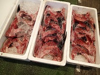マグロのカマ