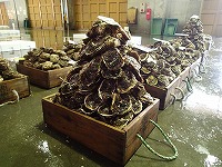 賀露名物のイワガキタワー
