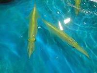 活ケンサキイカ（白いか）