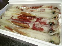 ケンサキイカ(白いか)
