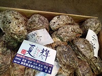 高級ブランド小浜のイワガキ