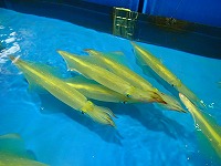 ケンサキイカ（活）