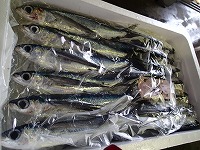 ツクシトビウオ(角あご)