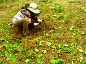 富益地区の作業の様子
