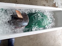 マグロ(35kg)解体ショー用
