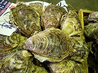 イワガキ