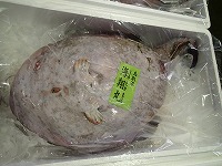 キアンコウ