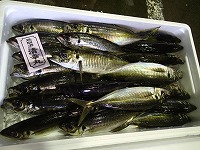 マアジ