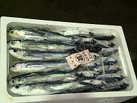ツクシトビウオ（角あご）