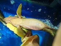 両腹ビレが切除標識されたキジハタ