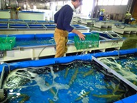 ケンサキイカの活イカの仕分け