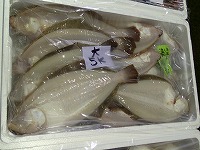 ムシガレイ