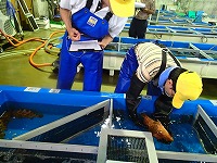 キジハタの放流魚判別の模様