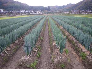 白ねぎ畑