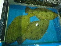 ヒラメ