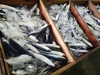 ホソトビウオ（丸あご）