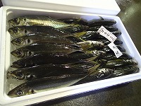マアジ